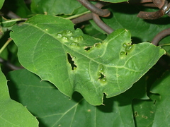 Melikaiella ostensackeni