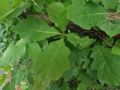 Melikaiella ostensackeni