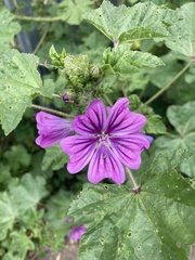 Malva sylvestris