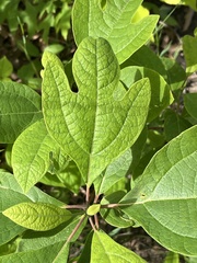 Sassafras albidum