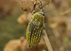 Julodis ehrenbergii