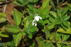 Justicia anagalloides