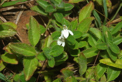 Justicia anagalloides