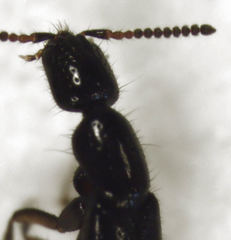 Leptacinus pusillus