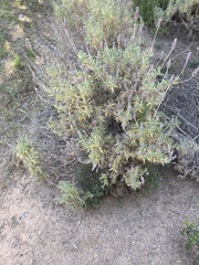 Lavandula dentata