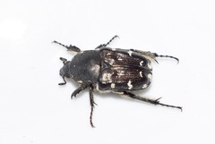Heterocnemis graeca