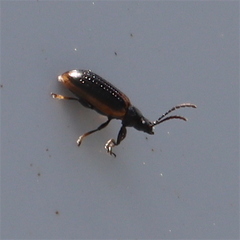 Microtheca ochroloma