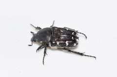 Heterocnemis graeca