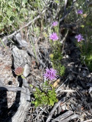 Monardella purpurea