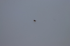 Microtheca ochroloma