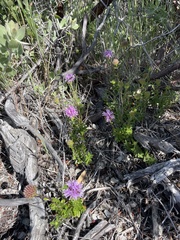 Monardella purpurea