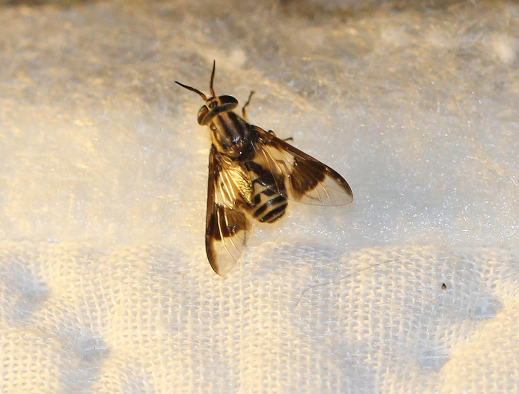 Sacken's Deer Fly