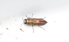 Anthaxia umbellatarum