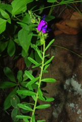 Polygala producta