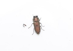 Anthaxia umbellatarum