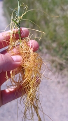 Cuscuta epilinum