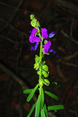 Polygala producta