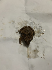 Fejervarya cancrivora