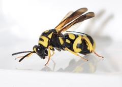 Leucospis gigas