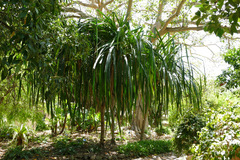 Pandanus furcatus