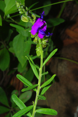 Polygala producta