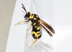 Leucospis gigas