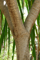 Pandanus furcatus