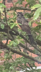 Turdus migratorius
