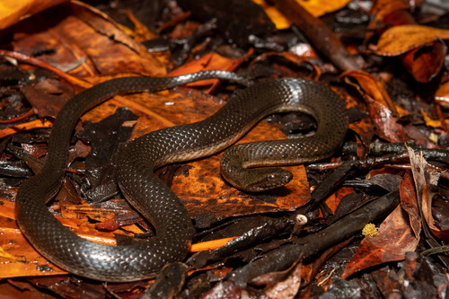 Orangebelly Swamp Snake