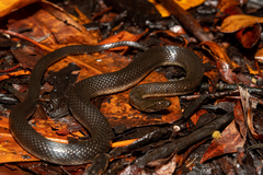 Orangebelly Swamp Snake photo 4