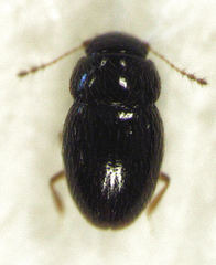 Ptenidium pusillum