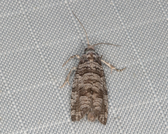Retinia gemistrigulana