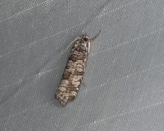 Retinia gemistrigulana