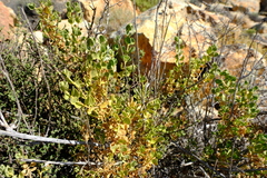 Pteronia divaricata