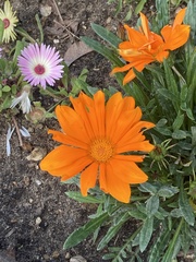 Asteraceae