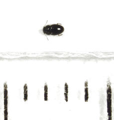 Ptenidium pusillum