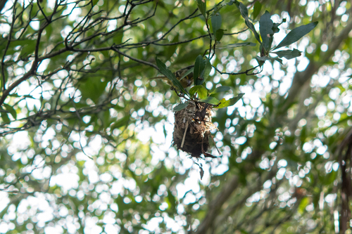 Northern Central American Mangrove Vireo