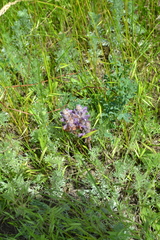 Phelipanche caesia