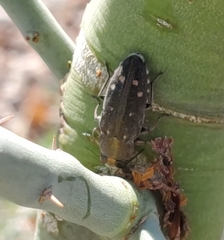 Chrysobothris octocola