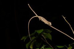 Anolis bicaorum