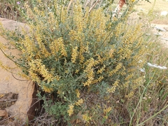 Genista tricuspidata