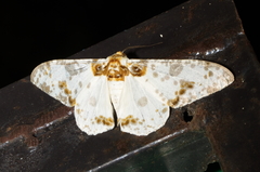 Biston panterinaria