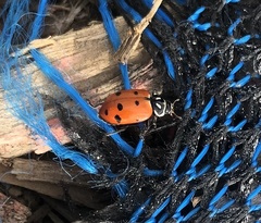 Hippodamia convergens