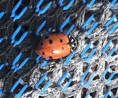 Hippodamia convergens