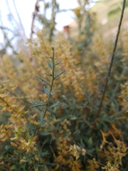 Genista tricuspidata