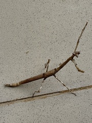 Heterochaeta orientalis