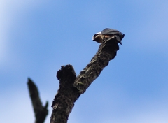 Microhierax caerulescens