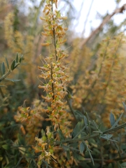 Genista tricuspidata