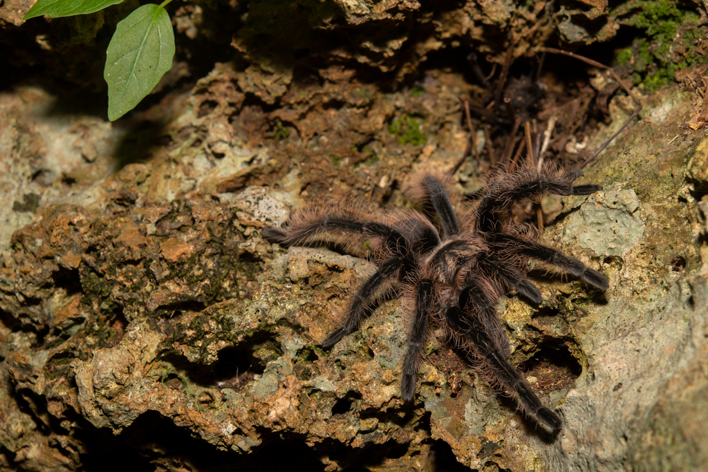 Curly Hair Tarantula