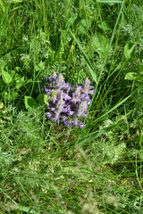 Phelipanche caesia